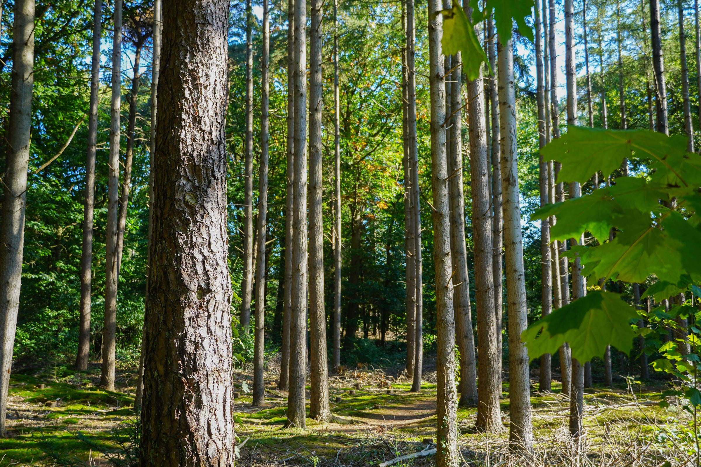 De natuur | Bomen | Baan Woods