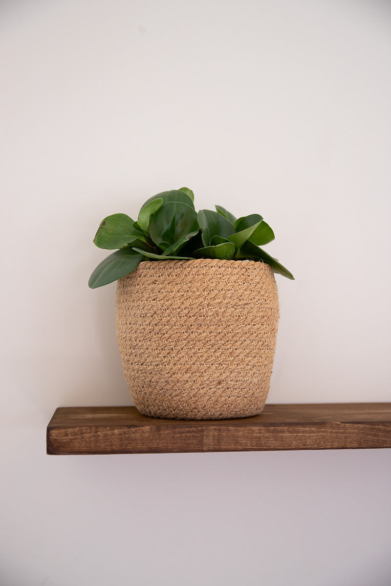 Wandplank West in de kleur donkerbruin met een plantje 